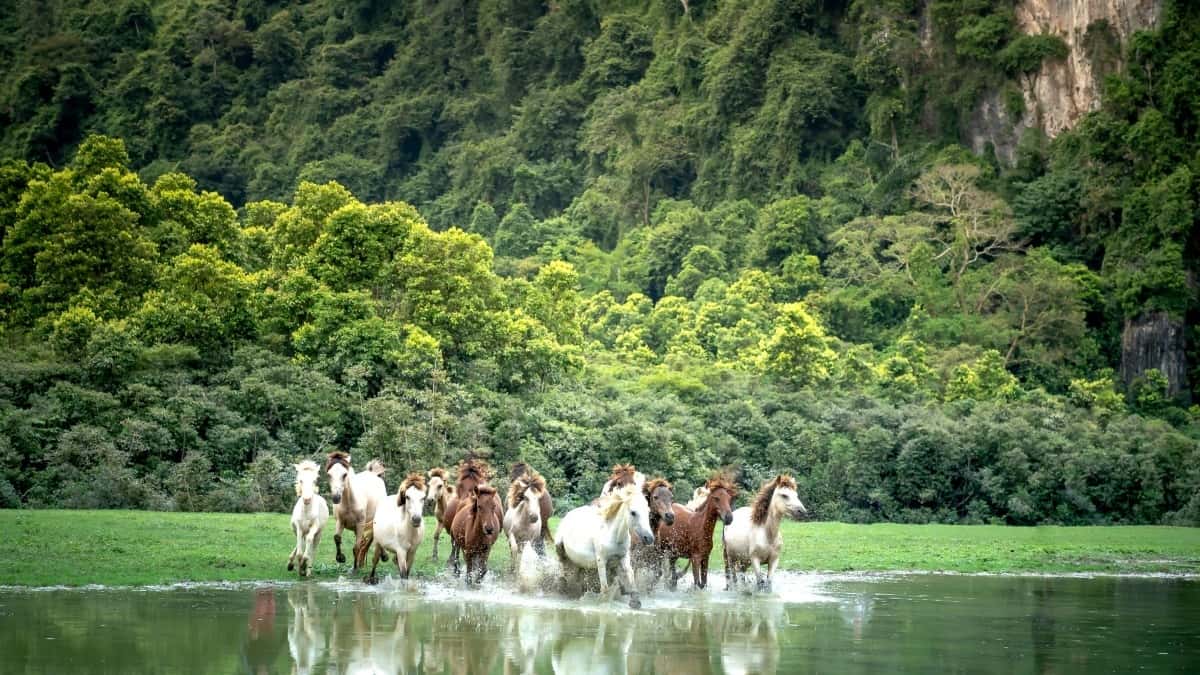 Creadores a Polònia: Val la pena la inversió a QQ?