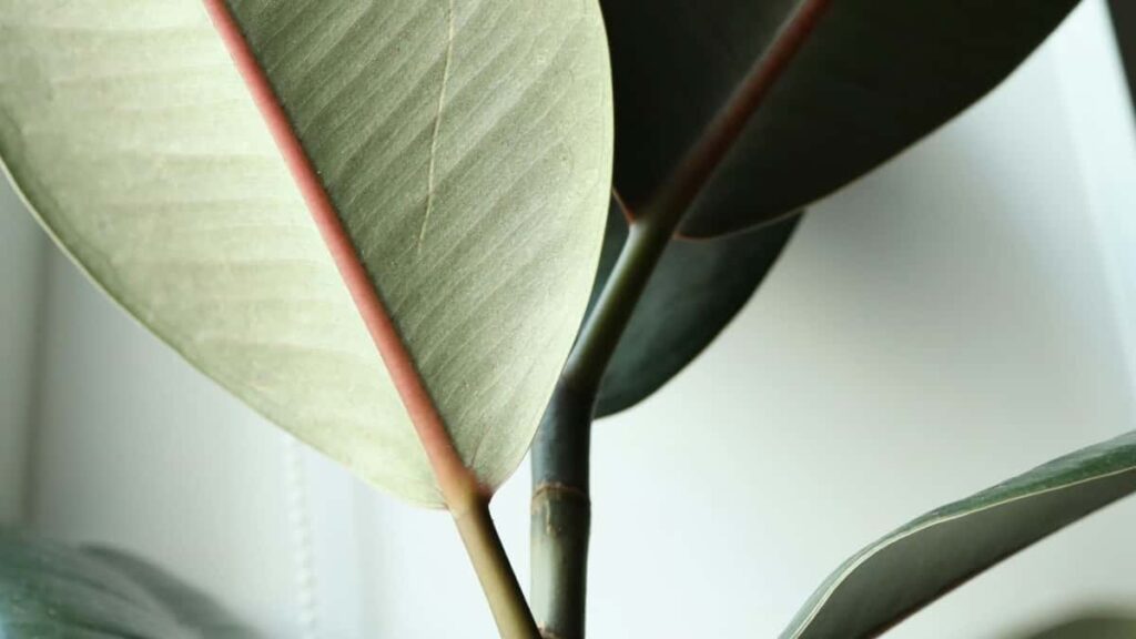 Guia practica per a creadors a Espanya: com arribar a marques franceses a Taobao, compartir consells i usar eines patrocinades amb estrategia i seguretat.