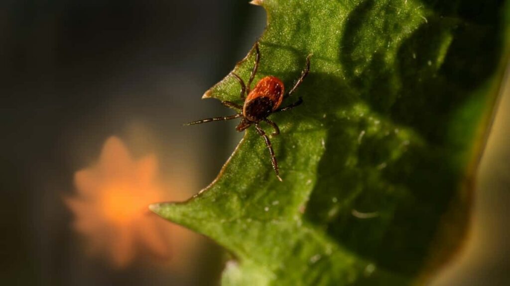Guia practica per a creadors espanyols: com trobar i collaborar amb marques de Letonia a WeChat, crear contingut localitzat i activar vendes creuades al mercat xines i turistic.
