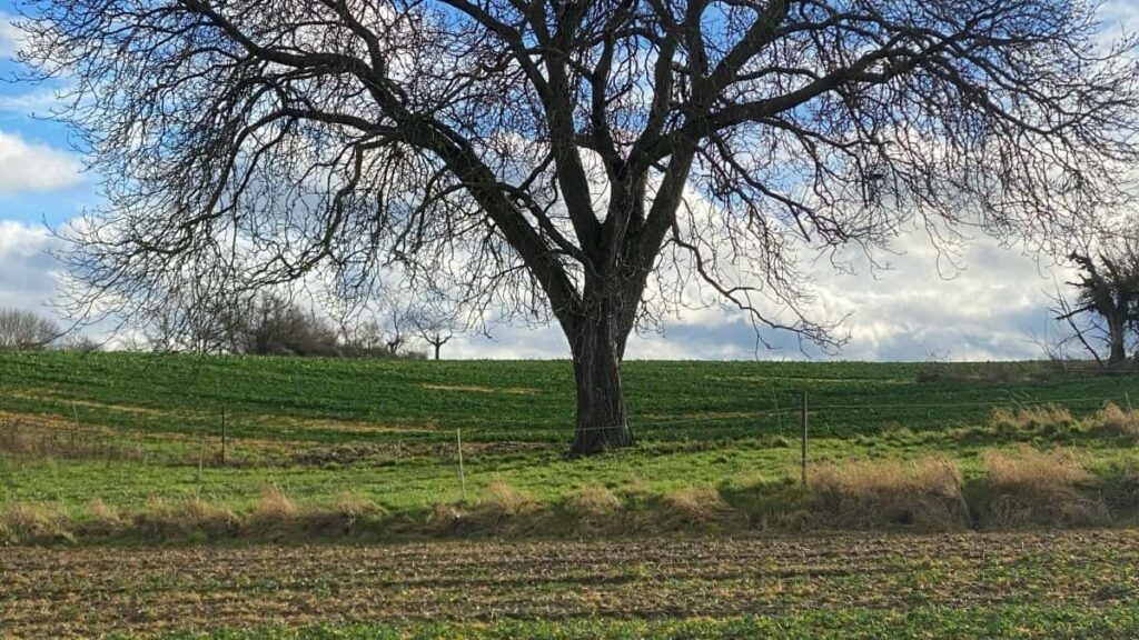 Guia practica per a anunciants a Espanya: com identificar i contractar creadors de Telegram a Singapur per augmentar descarregues d'apps amb tactiques, riscs i preus orientatius.