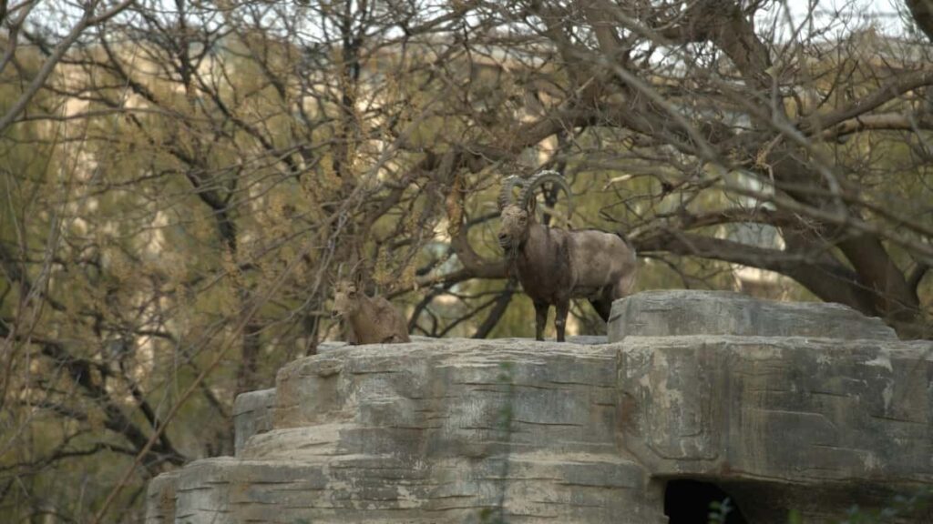 Guia practica per a creadors d'Espanya: com identificar, contactar i tancar collaboracions amb marques suisses a Pinterest centrades en giveaways i sostenibilitat.