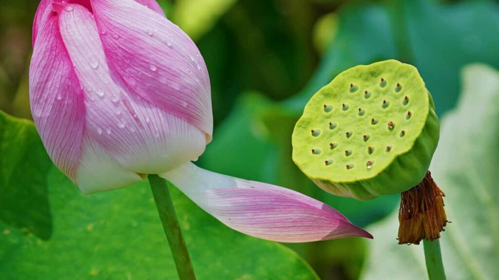 Guia practica en catala per a creadors dEspanya: com contactar marques de Turquia a ShareChat i construir reputacio amb grans marques.