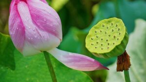 Guia practica en catala per a creadors dEspanya: com contactar marques de Turquia a ShareChat i construir reputacio amb grans marques.