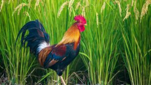 Guia practica per a marques espanyoles: com identificar, contactar i verificar creators de Sud-africa a Telegram per obtenir ressenyes autentiques i segures.