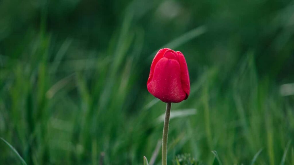 Guia practica per a marques a Espanya sobre com identificar i collaborar amb creadores ucraineses a OnlyFans per reforcar el sentiment de marca, amb riscs, tactiques i recursos.