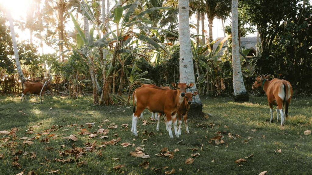 Guia practica per a anunciants d'Espanya: com identificar i llancar drops limitats amb creadors de Netflix a Bosnia i Hercegovina, amb estrategies, eines i exemples reals.