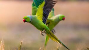 Estrategies practiques per a creadors a Espanya que volen connectar amb marques de Marroc a Twitch i vendre videos curts de marca.