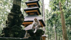 Guia practica per a marques d'Espanya que volen localitzar creators de Reddit a Vietnam i convertir audiencies en compradors, amb estrategies, riscos i passos accionables.